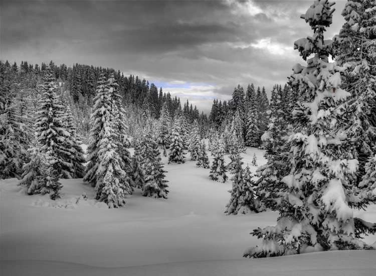 Gli abeti di un bosco della Val Badia in inverno